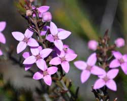 Australian Bush Flower essence - australische Buschblüten Essenzen