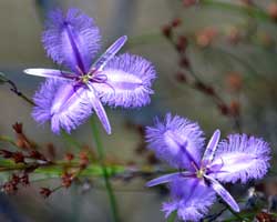 Australian Bush Flower