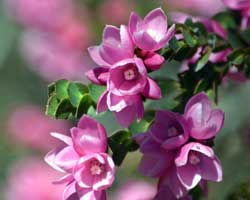 Australian Bush Flower essence - australische Buschblüten Essenzen