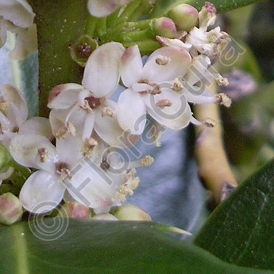 Bachblüten-Bilder von FloraCura