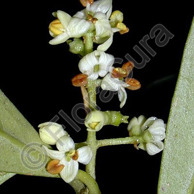 Bachblüten-Bilder von FloraCura