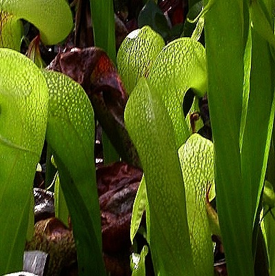california-pitcher-plant-kalifornische-schlauchpflanze-darlingtonia-californica-400x400.jpg