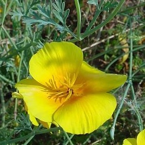 california-poppy-kalifornischer-goldmohn-eschscholzia-californica-300x300.jpg