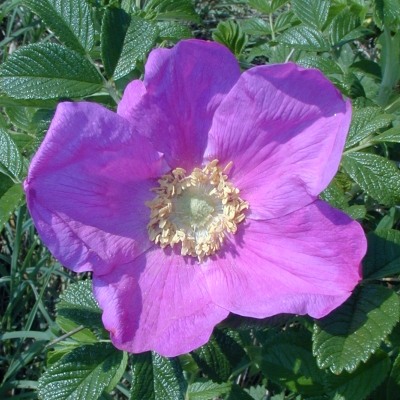 california-wild-rose-kalifornische-heckenrose-rosa-californica-400x400.jpg