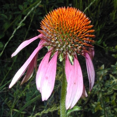 echinacea-roter-sonnenhut-echinacea-purpurea-400x400.jpg