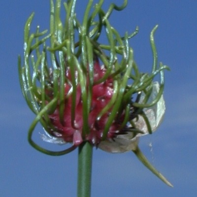 garlic-knoblauch-allium-sativum-400x400.jpg