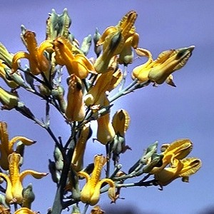 golden-ear-drops-herzblume-dicentra-chrysantha-300x300.jpg