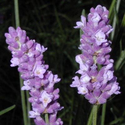 lavender-lavendel-lavendula-officinalis-400x400.jpg