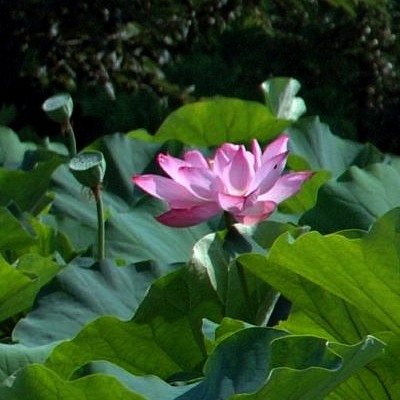 lotus-lotosblume-nelumbo-nucifera-400x400.jpg