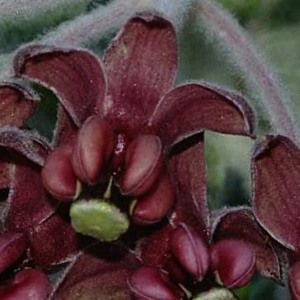 milkweed-seidenpflanze-asclepias-californica-300x300.jpg