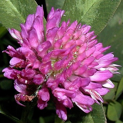 red-clover-wiesenklee-trifolium-pratense-400x400.jpg