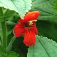 scarlet-monkeyflower-rote-gauklerblume-mimulus-cardinalis-200x200.jpg