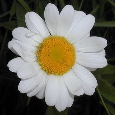 shasta-daisy-margerite-chrysanthemum-maximum-400x400.jpg