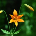 alpine-lily-kleine-gebirgs-lilie-lilium-parvum-400x400.jpg