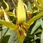 fawn-lily-zahnlilie-erythronium-purascens-200x200.jpg