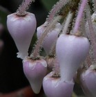 manzanita-baerentraube-arctostaphylos-viscida-400x400.jpg