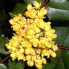 oregon-grape-mahonie-berberis-aquifolium-400x400.jpg